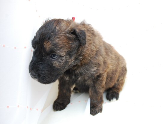 �u�[�r�G�E�f�E�t�����_�[�X�@�q���t���[�摜