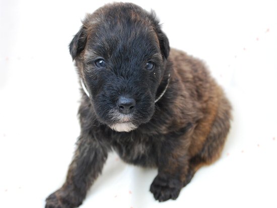 �u�[�r�G�E�f�E�t�����_�[�X�@�q���t���[�摜