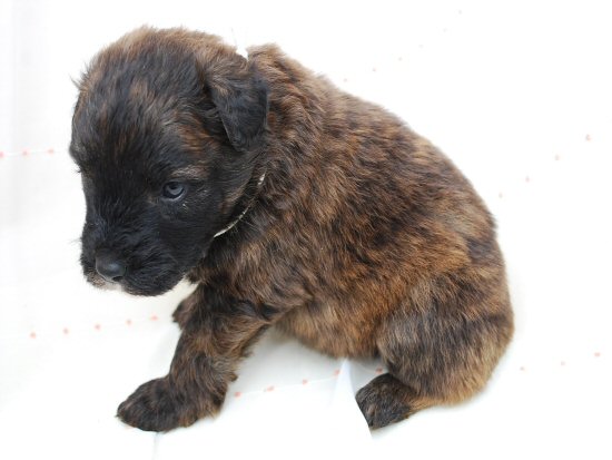 �u�[�r�G�E�f�E�t�����_�[�X�@�q���t���[�摜