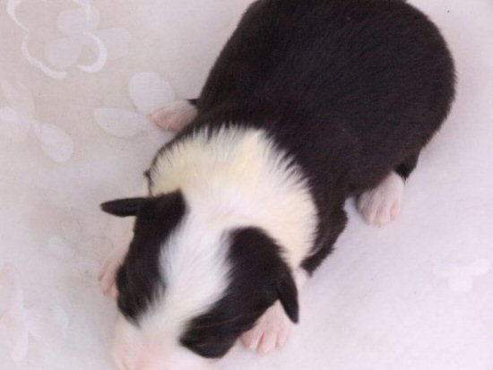 �{�[�_�[�R���[�@�q���t���[�摜