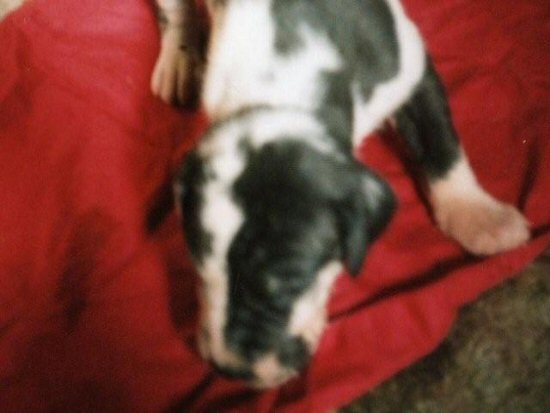 �O���[�g�f�[���@�q���t���[�摜