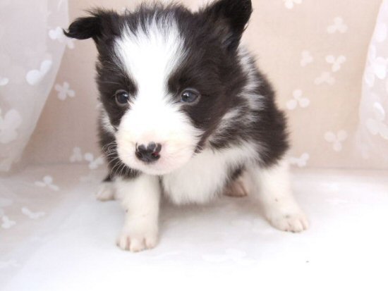 �{�[�_�[�R���[�@�q���t���[�摜