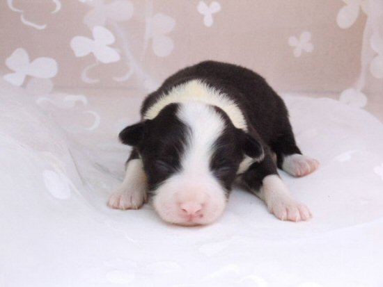 �u�[�r�G�E�f�E�t�����_�[�X�@�q���t���[�摜