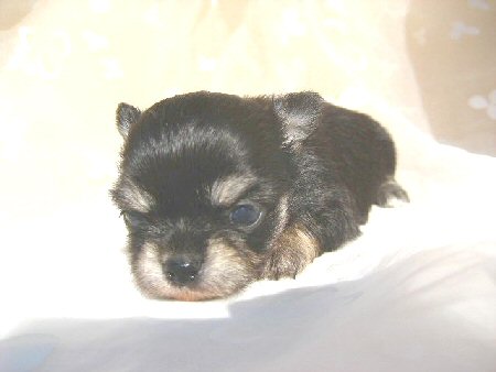 �`�����@�q���t���[�摜