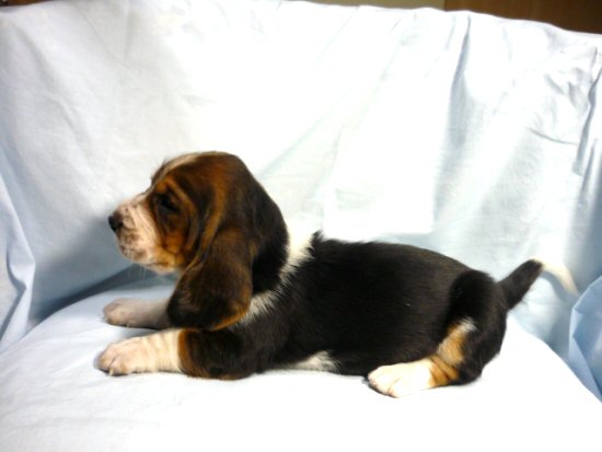 �o�Z�b�g�E�n�E���h�@�q���t���[�摜