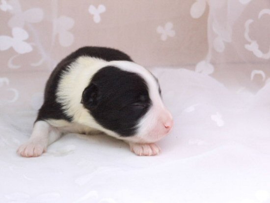 �{�[�_�[�R���[�@�q���t���[�摜