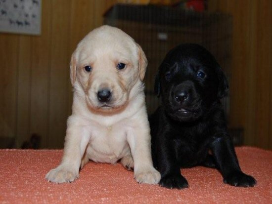 ���u���h�[�����g���o�[�@�q���t���[�摜