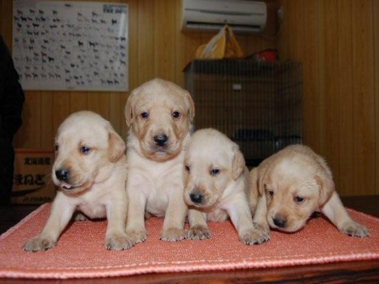 ���u���h�[�����g���o�[�@�q���t���[�摜