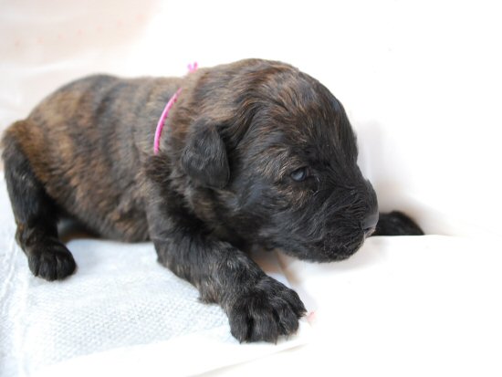 �u�[�r�G�E�f�E�t�����_�[�X�@�q���t���[�摜