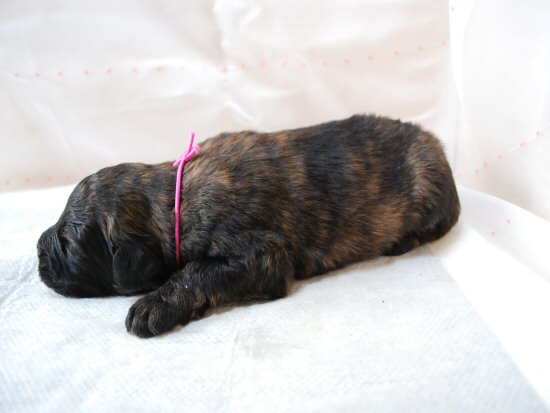 �u�[�r�G�E�f�E�t�����_�[�X�@�q���t���[�摜