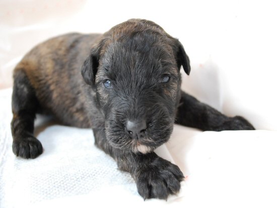 �u�[�r�G�E�f�E�t�����_�[�X�@�q���t���[�摜