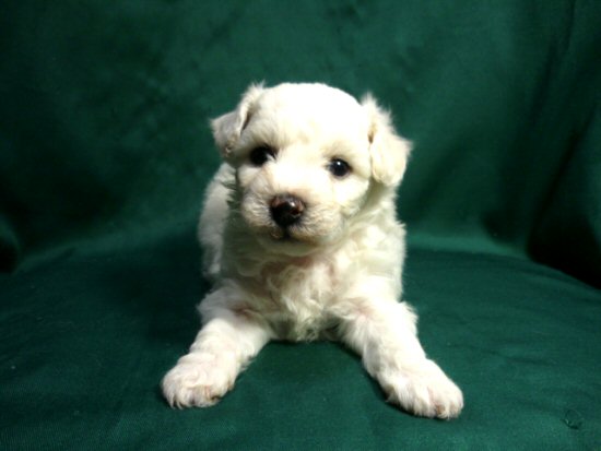 �r�V�����t���[�[�@�q���t���[�摜