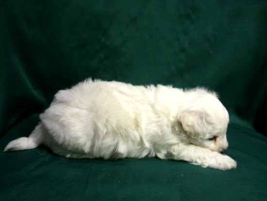 ブービエ・デ・フランダース　子犬フリー画像