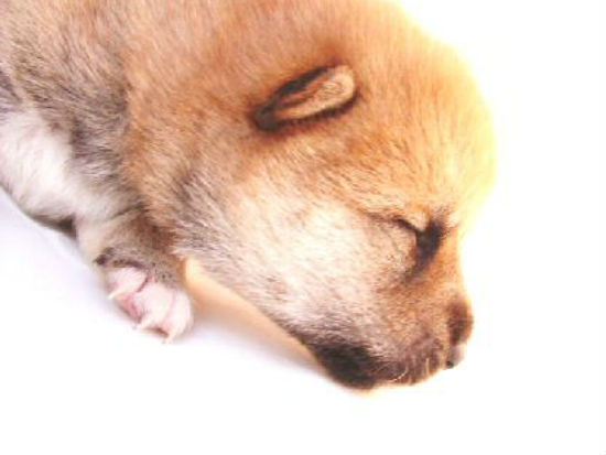 �Č��@�q���t���[�摜