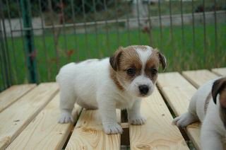 �R�[�C�P���z���f�B�G�@�q���t���[�摜