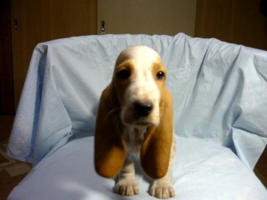 �o�Z�b�g�E�n�E���h�@�q���t���[�摜