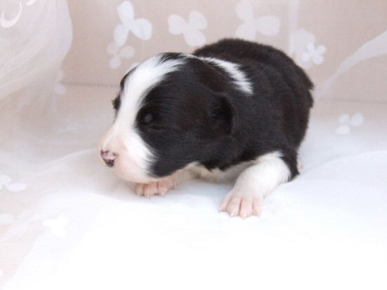 �{�[�_�[�R���[�@�q���t���[�摜