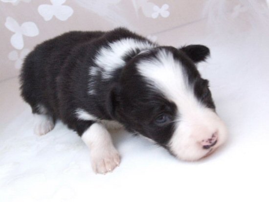 �{�[�_�[�R���[�@�q���t���[�摜