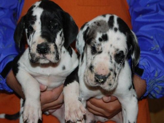 �O���[�g�f�[���@�q���t���[�摜