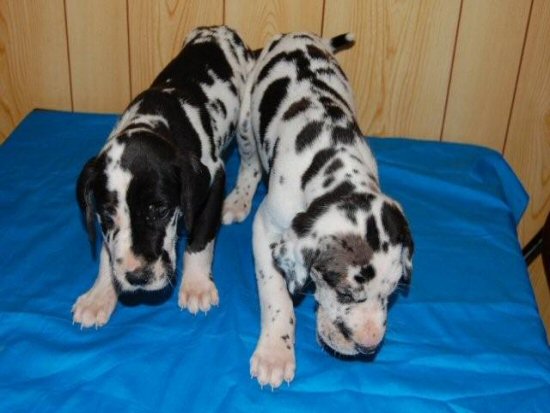 グレートデーン 子犬フリー画像