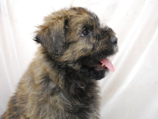 ブービエ・デ・フランダース 子犬フリー画像