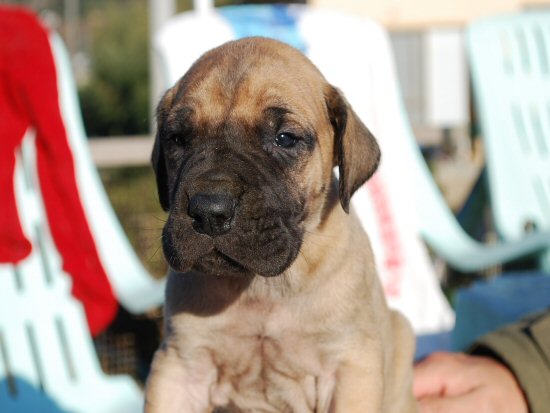 グレートデーン 子犬フリー画像