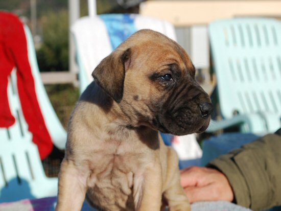 グレートデーン 子犬フリー画像