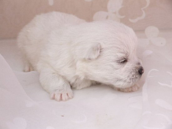 ウエスティー 子犬フリー画像