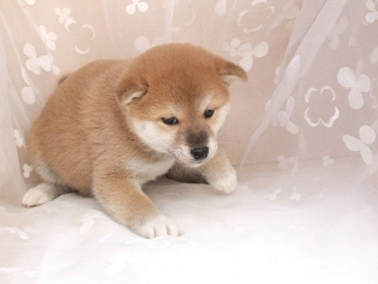 柴犬 子犬フリー画像