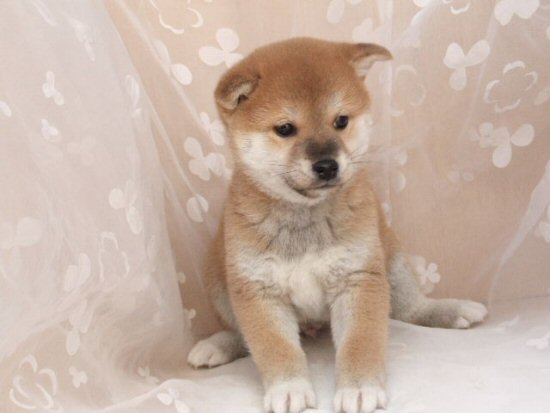 柴犬 子犬フリー画像