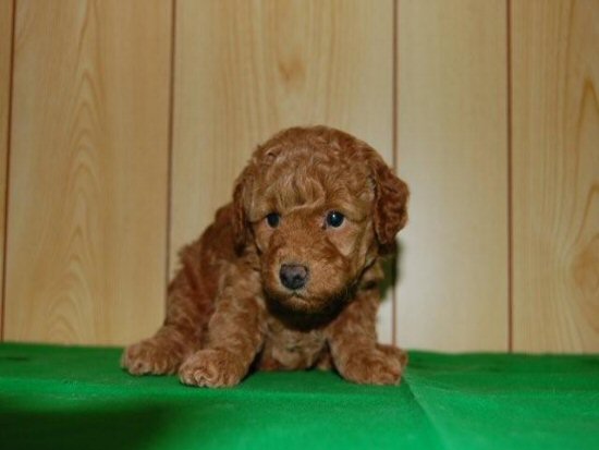 グレートデーン 子犬フリー画像