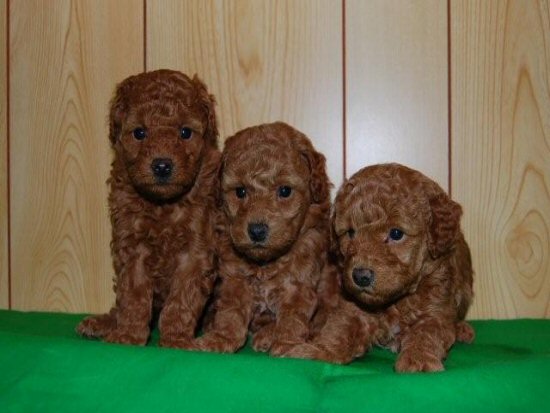 トイプードル 子犬フリー画像