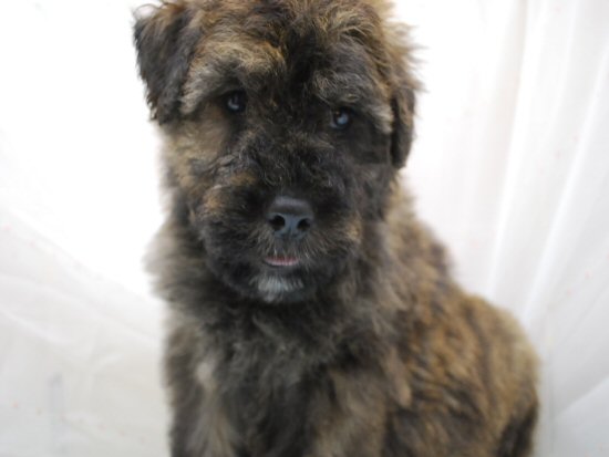 ブービエ・デ・フランダース 子犬フリー画像