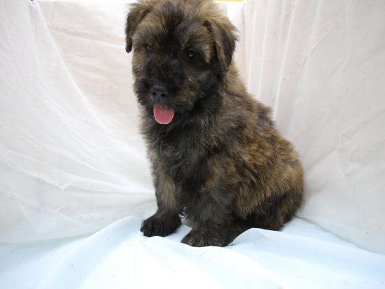 ブービエ・デ・フランダース 子犬フリー画像