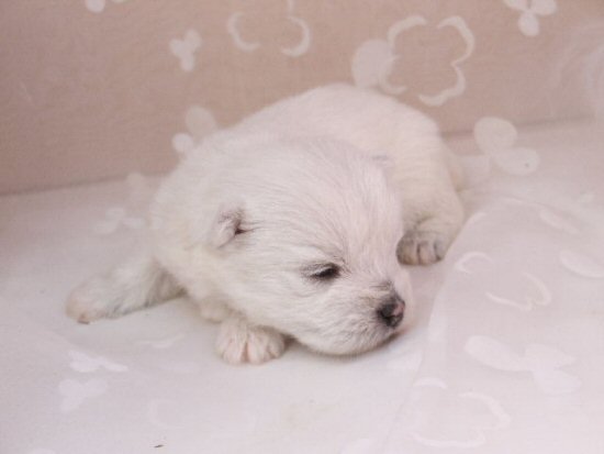 ウエスティー 子犬フリー画像