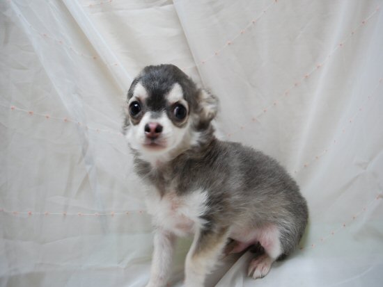 チワワロング 子犬フリー画像