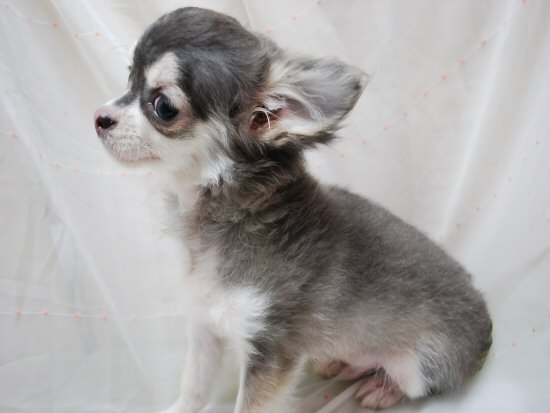 チワワロング 子犬フリー画像