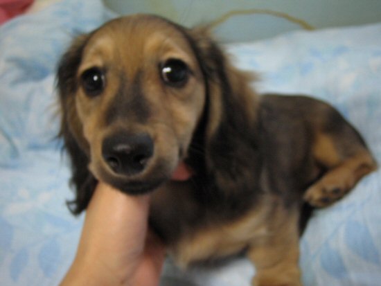 ダックスフンド 子犬フリー画像