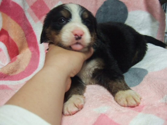 バーニーズマウンテンドッグ 子犬フリー画像