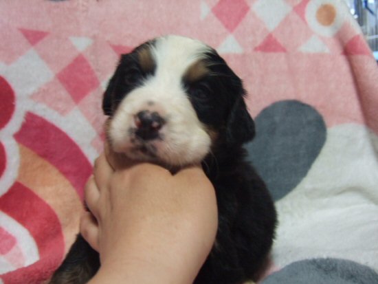 バーニーズマウンテンドッグ 子犬フリー画像