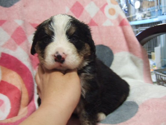 バーニーズマウンテンドッグ 子犬フリー画像