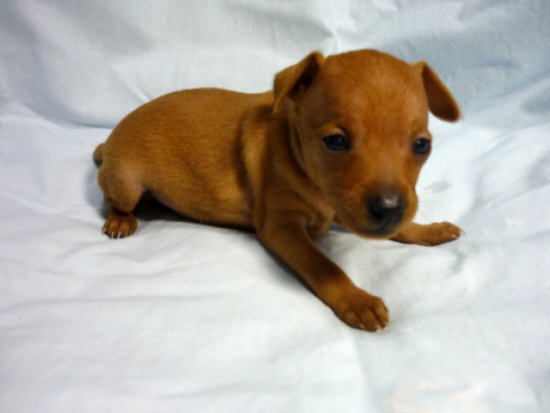 ミニチュアピンシャー 子犬フリー画像