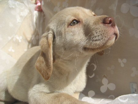 ���u���h�[���E���g���o�[�@�q���t���[�摜