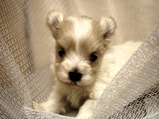 チワワロング 子犬フリー画像