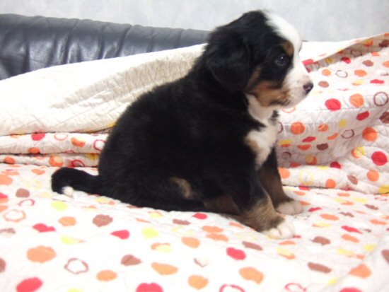 バーニーズマウンテンドッグ 子犬フリー画像