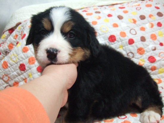 バーニーズマウンテンドッグ 子犬フリー画像