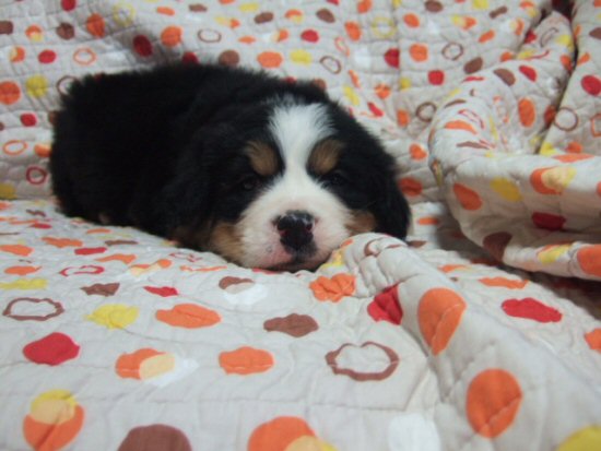 バーニーズマウンテンドッグ 子犬フリー画像