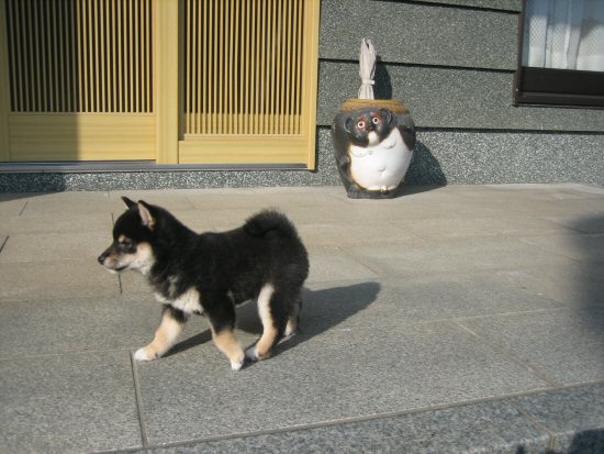 豆柴 子犬フリー画像