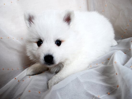 ���{�X�s�b�c�@�q���t���[�摜