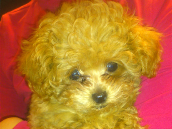 �g�C�v�[�h���@�q���t���[�摜